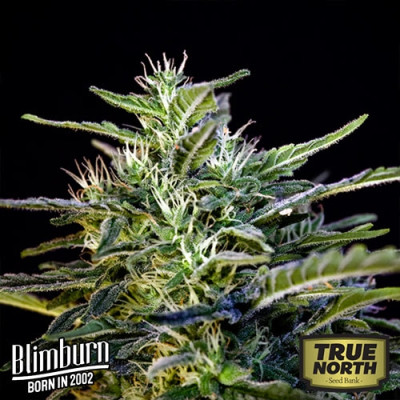 Wombat Feminized Seeds (BlimBurn Seeds)