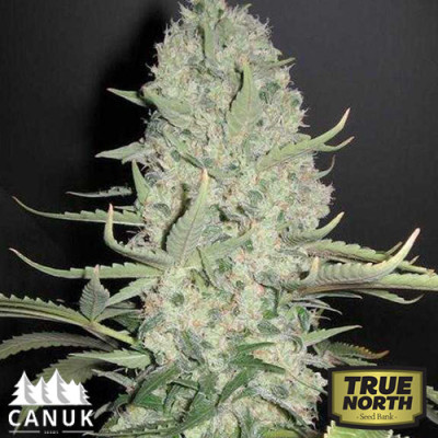 Critical Widow Feminized Seeds (Canuk Seeds)