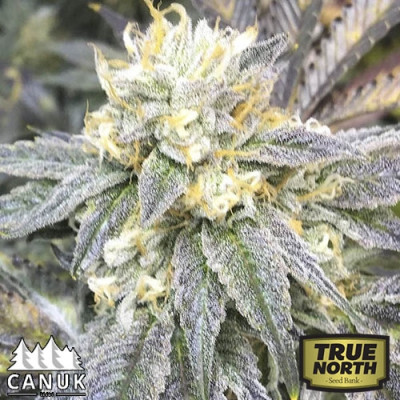 Zkittlez Feminized Seeds (Canuk Seeds) - ELITE STRAIN