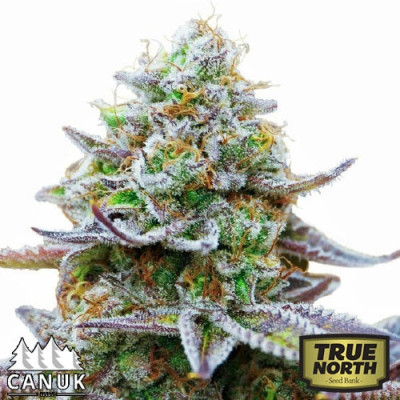 Zkittlez Glue Feminized Seeds (Canuk Seeds) - ELITE STRAIN