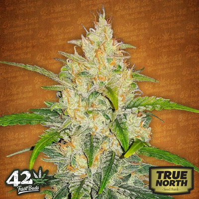 Zkittlez Auto Feminized Seeds (FastBuds) - CLEARANCE