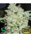 Afghan Kush Special Feminized Seeds (World of Seeds)
