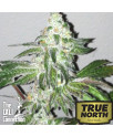 Girl Scout Cookies FEMINIZED Seeds (Cali Connection) - CLEARANCE