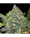 White Cheese Automatic Feminized Seeds (Dinafem) 