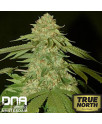 Holy Grail Kush FEMINIZED Seeds (DNA Genetics)