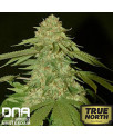 Holy Grail Kush FEMINIZED Seeds (DNA Genetics) - CLEARANCE