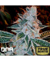 Lemon OG Kush FEMINIZED Seeds (DNA Genetics)