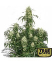 The Ultimate Feminized Seeds (Dutch Passion) 