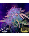 Think Different Auto-flowering Feminized Seeds (Dutch Passion) 