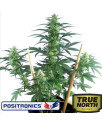 MayDay Autoflowering Feminized Seeds (Positronics Seeds)