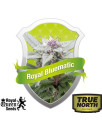 Royal Bluematic Automatic Feminized Seeds (Royal Queen Seeds)