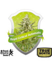 Royal Critical Automatic Feminized Seeds (Royal Queen Seeds)