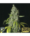 S.A.G.E Feminized Seeds (THSeeds)
