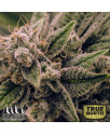Acapulco Gold Feminized Seeds (Canuk Seeds) - ELITE STRAIN