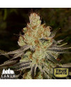 Agent Orange Regular Seeds (Canuk Seeds)