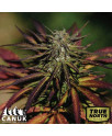 Alien Technology X Do-Si-Dos Feminized Seeds (Canuk Seeds) - ELITE STRAIN