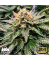 Amnesia Lemon Fast Feminized Seeds (Canuk Seeds) 