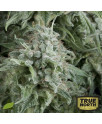 AUTO Anubis FEMINIZED Seeds (Pyramid Seeds)