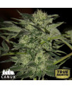 Blueberry Auto Feminized Seeds (Canuk Seeds)