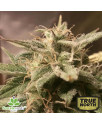 Auto Bubble Feminized Seeds (Female Seeds)