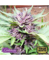 AUTO Dark Purple (Jota Mayuscula Purple) FEMINIZED Seeds (Delicious Seeds) 