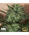 Great White Shark Auto Feminized Seeds (Canuk Seeds) - CLEARANCE