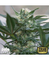 Hindu Kush Auto Feminized Seeds (Canuk Seeds) - CLEARANCE