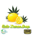 Auto Lemon Drop Feminized Seeds (Oasis Genetics)