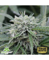 AUTO NL Feminized Seeds (Female Seeds)