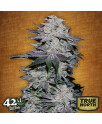 Blackberry Auto Feminized Seeds (FastBuds) - CLEARANCE