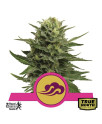 Blue Mystic Feminized Seeds (Royal Queen Seeds)
