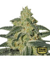 Afghan Hash Plant Feminized Seeds (Bulk Seeds Guru) - ELITE STRAIN