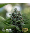 Amnesia Autoflowering Feminized Seeds (Bulk Seeds Guru)