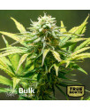 Bruce Banner AUTOFLOWERING FEMINIZED Seeds (Bulk Seeds Guru) - ELITE STRAIN