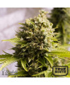 Bubba Cheese Auto Feminized Seeds (Humboldt Seed Org)