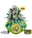 Bubble Kush AUTO Feminized Seeds (Royal Queen Seeds)