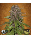 C4 - Auto Feminized Seeds (FastBuds)
