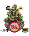 Candy Kush Express FAST Feminized Seeds (Royal Queen Seeds)