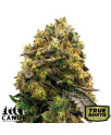 Carmen 2.0 Fast Version Feminized Seeds (Canuk Seeds) - ELITE STRAIN