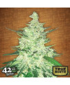 Crack CBD Auto Feminized Seeds (FastBuds)