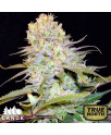 Cheese Feminized Seeds (Canuk Seeds)