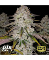 Cherry Cookies Feminized Seeds (Canuk Seeds) - ELITE STRAIN