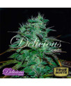 Chocobang FEMINIZED Seeds (Delicious Seeds)