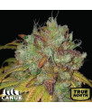 Coma Feminized Seeds (Canuk Seeds) - ELITE STRAIN
