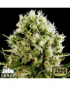 Critical Jack Fast Feminized Seeds (Canuk Seeds) 