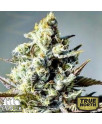 Critical Killer Fast Feminized Seeds (Canuk Seeds)