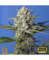 Crystal Candy F1 Fast Feminized Seeds (Sweet Seeds)