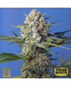 Crystal Candy F1 Fast Feminized Seeds (Sweet Seeds)