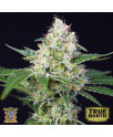 Crystal Candy Feminized Seeds (Sweet Seeds)