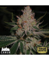 Do-si-dos Feminized Seeds (Canuk Seeds) - ELITE STRAIN 